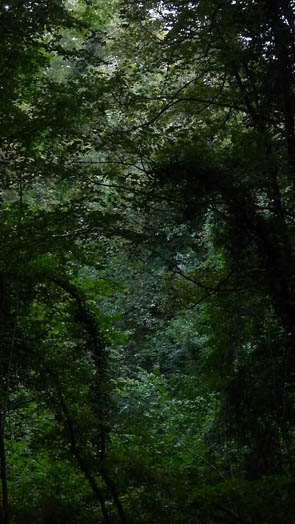 Congo (à Rocquement)